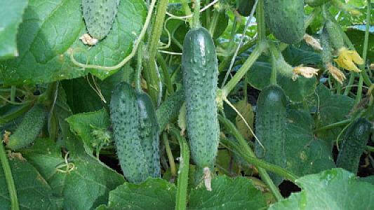 Acı dadmayan xiyar yetişdirməyin