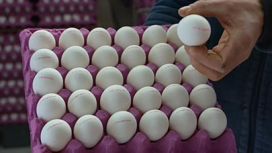 Yumurtalarda gizli təhlükə: qablaşdırmadakı