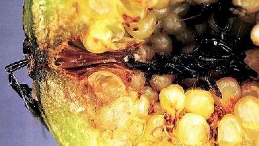 Əncir yeyənlər üçün şok fakt: