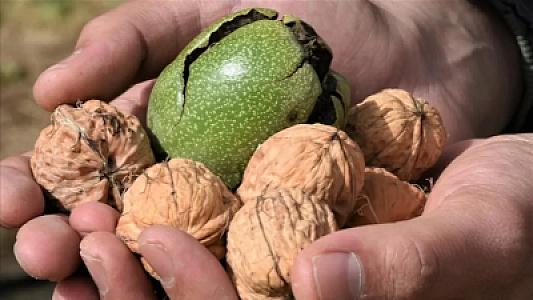 Qozun üç yeni faydası kəşf edildi: