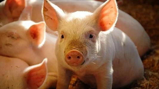 Tibb tarixində bir ilk: