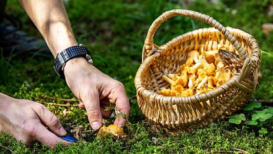 Zəhərli göbələklər qaraciyər transplantasiyasına səbəb ola bilər -