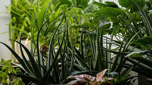 Sosial şəbəkələrdə məşhur olan bəzi otaq bitkilərinin