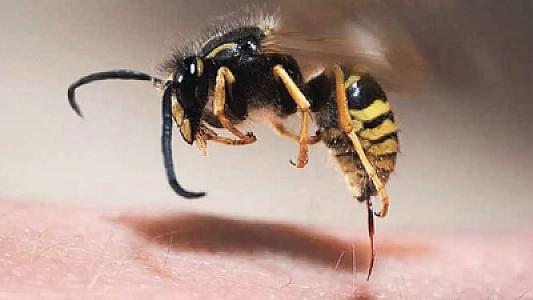 İsmayıllıda 61 yaşlı kişini arı