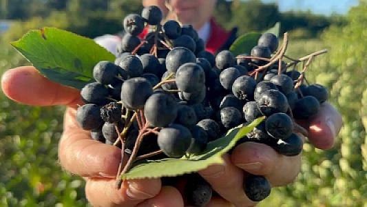 “Super meyvə” kimi tanınır: 