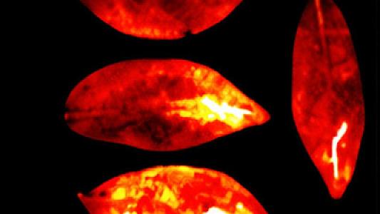 Ölüm anında bədənin işıq yayması elmi şəkildə təsdiqləndi -