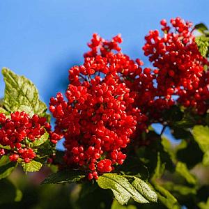 Zirinc: Bədəninizin gizli 