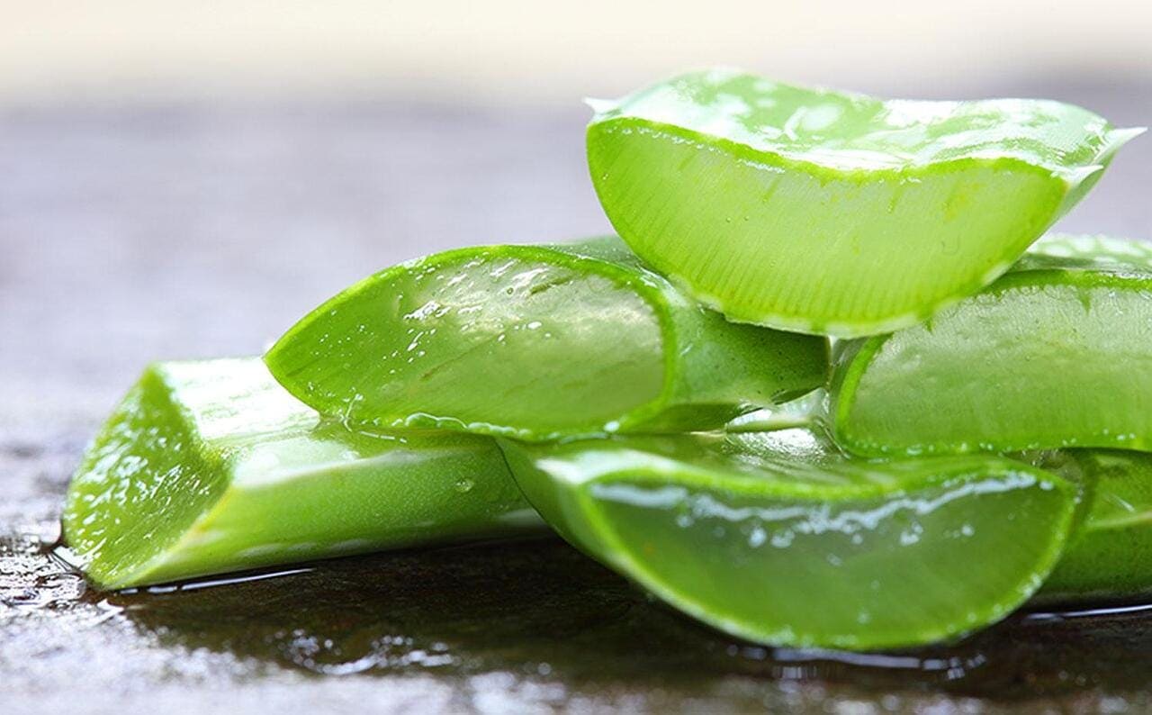 Ölümsüzlük bitkisi Aloe Vera: 