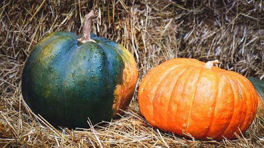 Payız superqidası: Balqabağın 