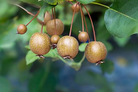 Qaraciyəri spirtli içkilərin yaratdığı zərərdən qoruya bilən 