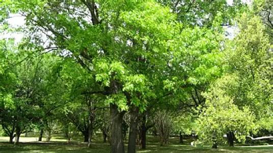 Yaşıllıqla zəngin ərazilərdə yaşayanlarda insult riski 