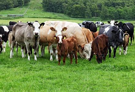 Aldığınız ətin rənginə, qoxusuna fikir verin – Dabaq xəstəliyi 