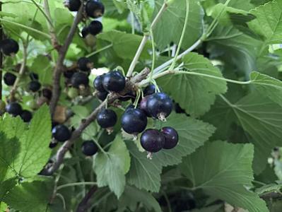 Qara qarağatın qaraciyər üçün faydalı 