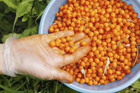 Bu giləmeyvə damar 