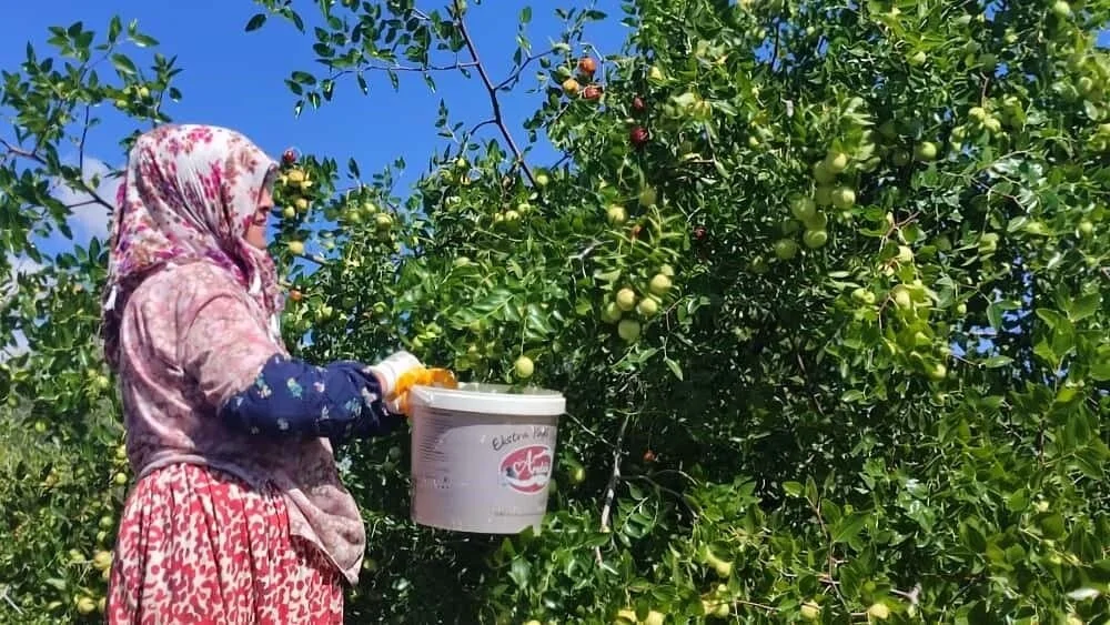 Çinlilər şəfalı olduğu üçün bol-bol yeyirlər: