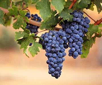 Bu meyvələr yuxunuzu