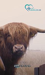 Heyvanlar arasında yayılan Dabaq xəstəliyi: