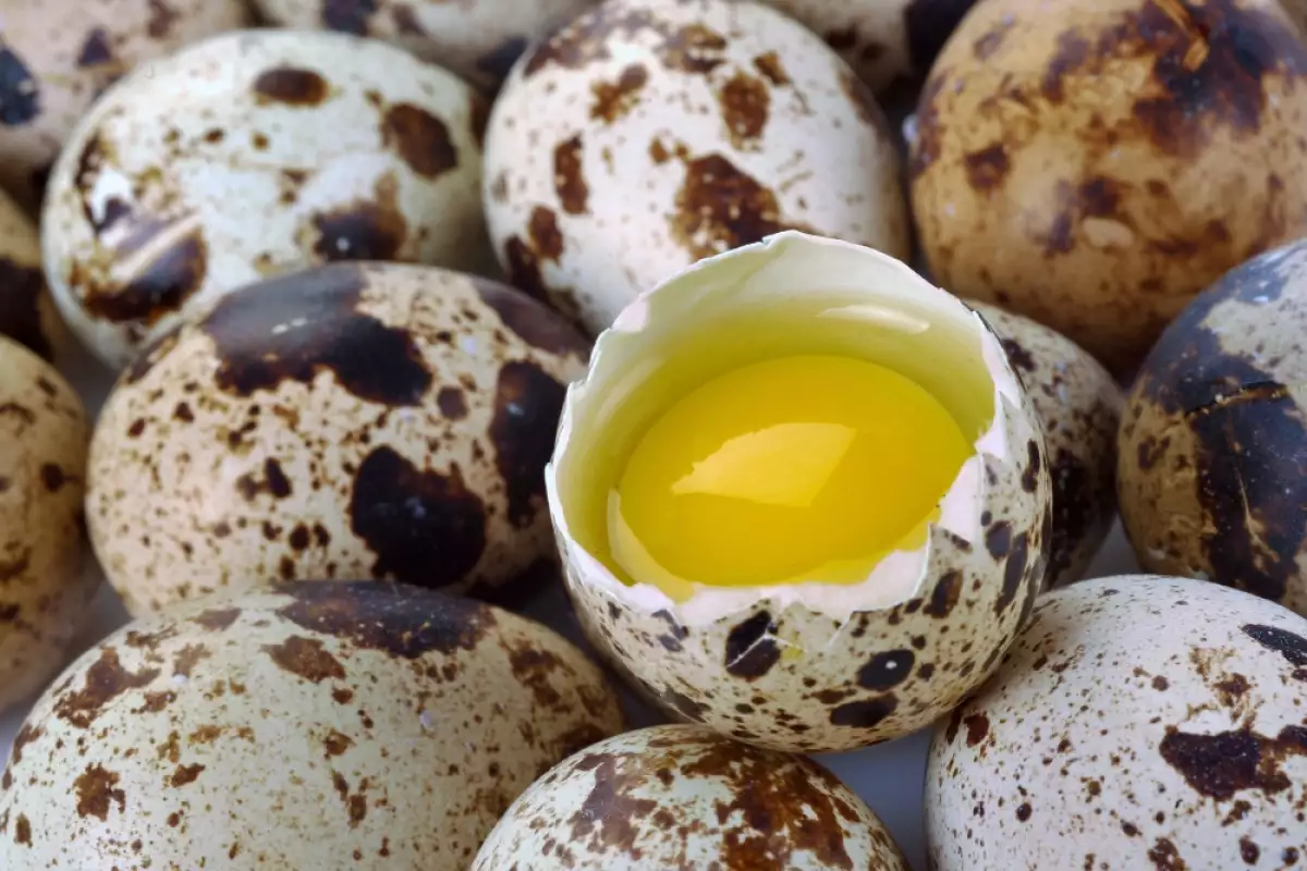 Bildirçin yumurtası 