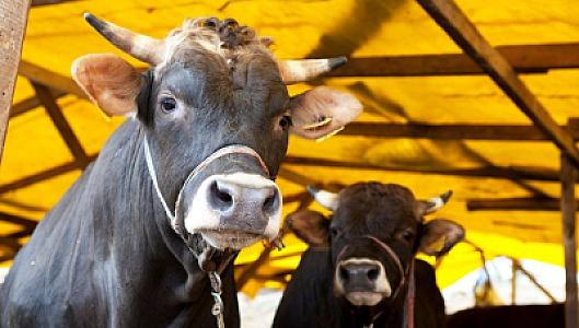 Heyvanlarda yayılan dabaq xəstəliyinə Səhiyyə Nazirliyindən