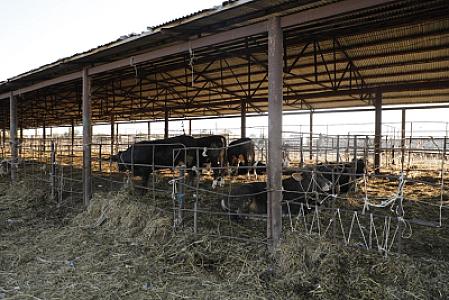 Bərdədə heyvan bazarında 