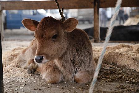 Heyvan bazarları mərhələli şəkildə müvəqqəti bağlanır: 