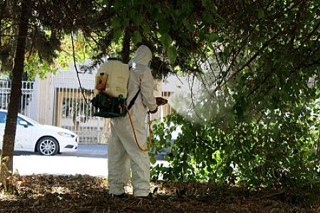 Bakıda Ağ Amerika kəpənəklərinə qarşı mübarizə  davam edir –