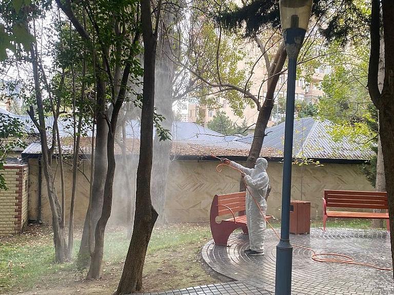 Bakıda Ağ Amerika kəpənəklərinə qarşı mübarizə  davam edir – - 1