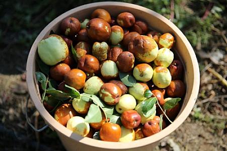 Çinlilərin "ölümsüzlük meyvəsi":