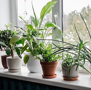 Evdə bitki saxlamaq həm bədəni, həm də 