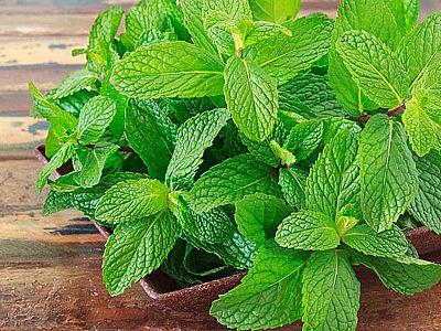 Mentolun gücü: Nanə bədəni və beyni 