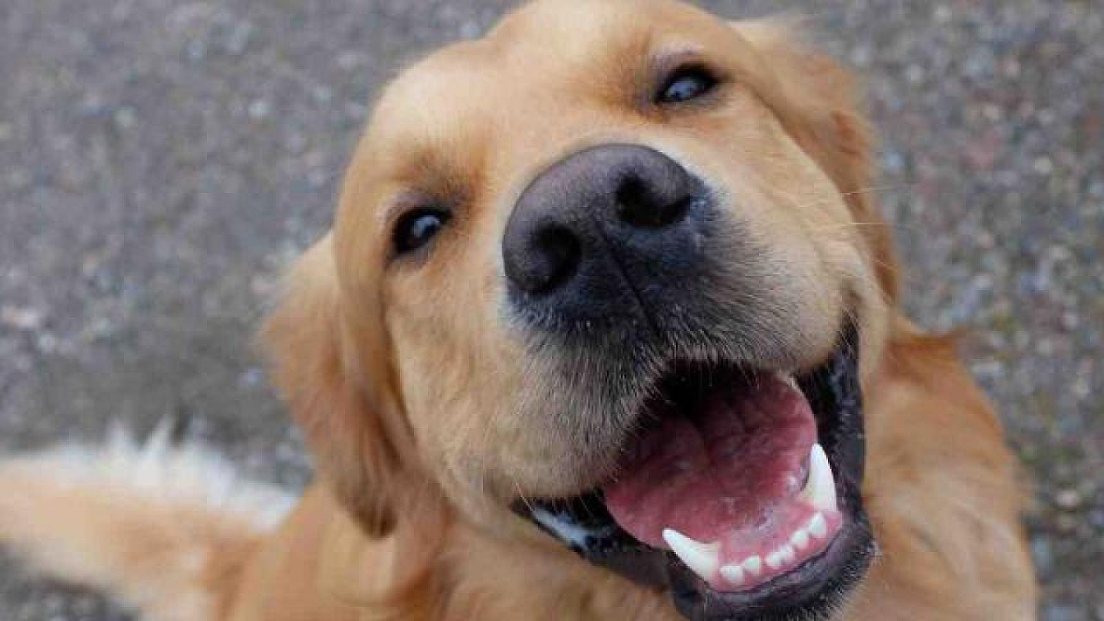 Təlimli itlər parkinson xəstəliyini 98% dəqiqliklə 