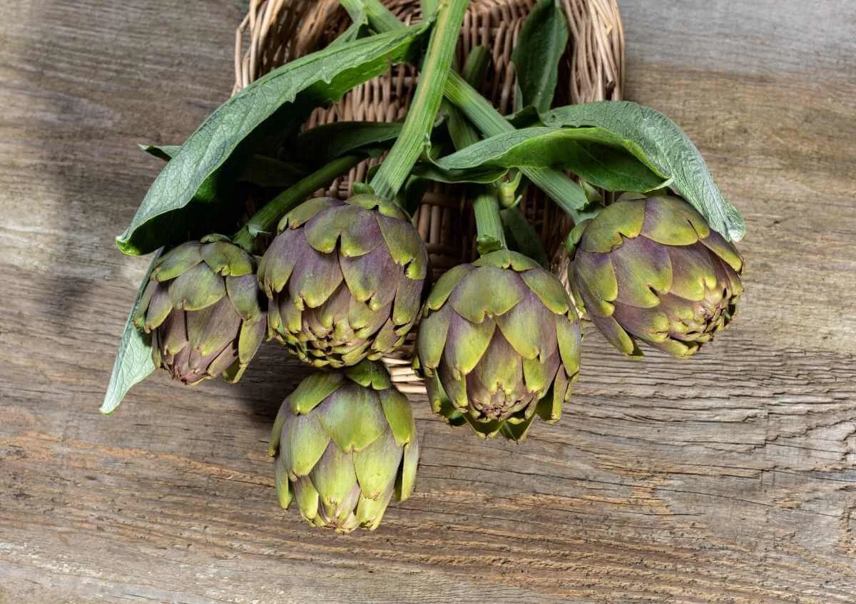 Ənginar – Qaraciyəri qoruyan və həzmi gücləndirən 