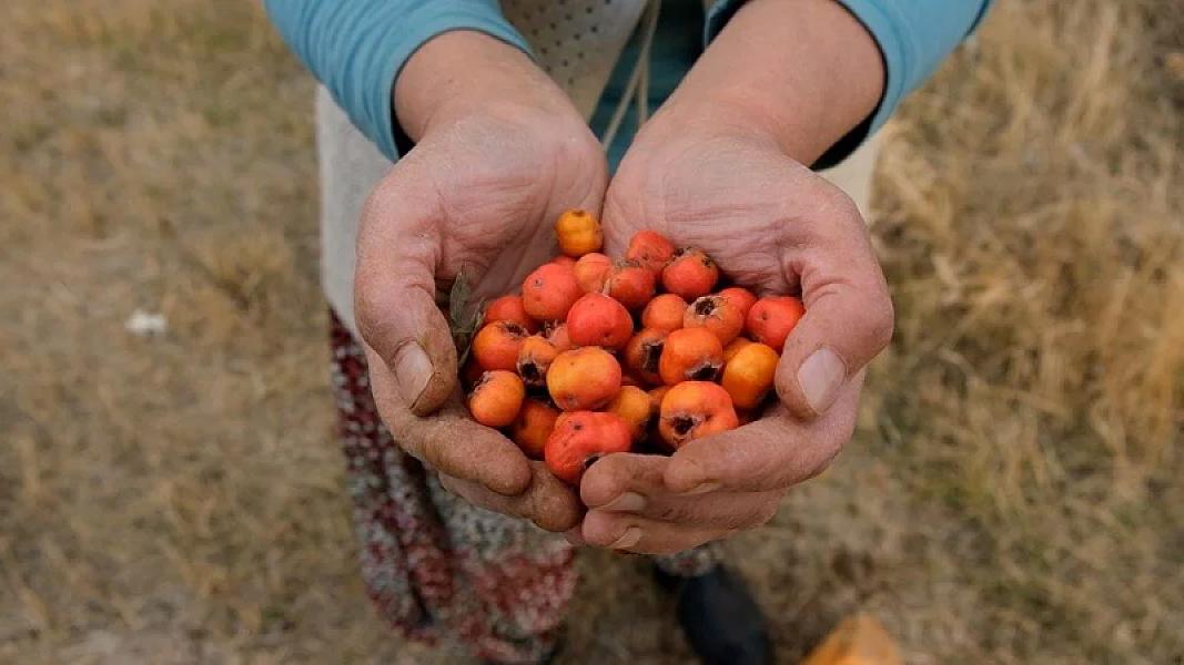 Qan təzyiqi və qəbizliyə faydalı -