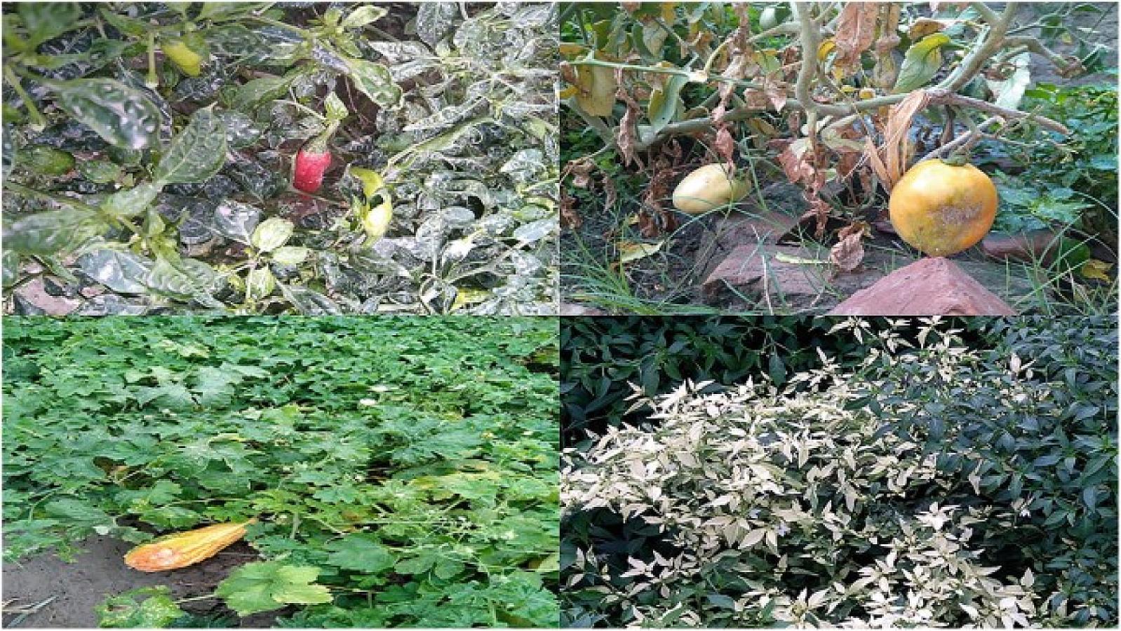 Bu tərəvəzlər torpaqdakı təhlükəli