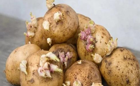 Kartofu otaqda çürümədən