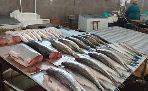 Dabaq xəstəliyindən sonra hamı ət əvəzinə balıq alır -