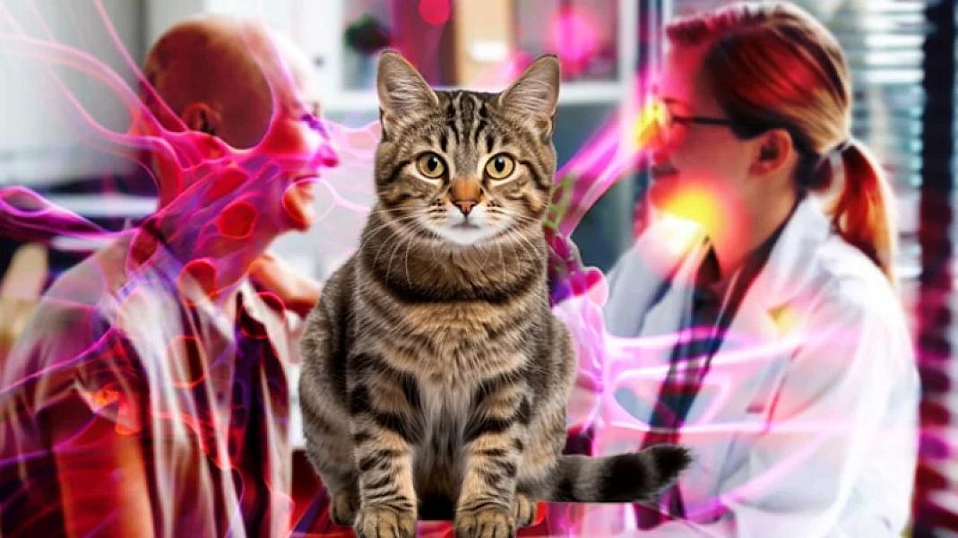 Elmi sensasiya: pişiklər üçün dərman insanlarda