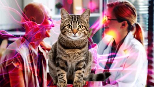 Elmi sensasiya: pişiklər üçün dərman insanlarda