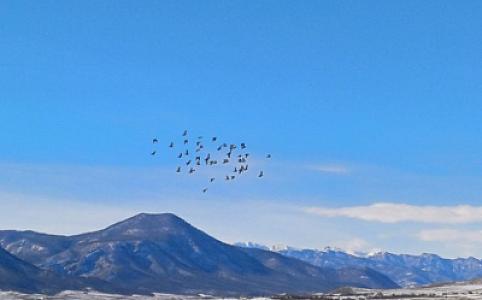 Azərbaycanda quş qripi ilə bağlı monitorinqlərin nəticələri