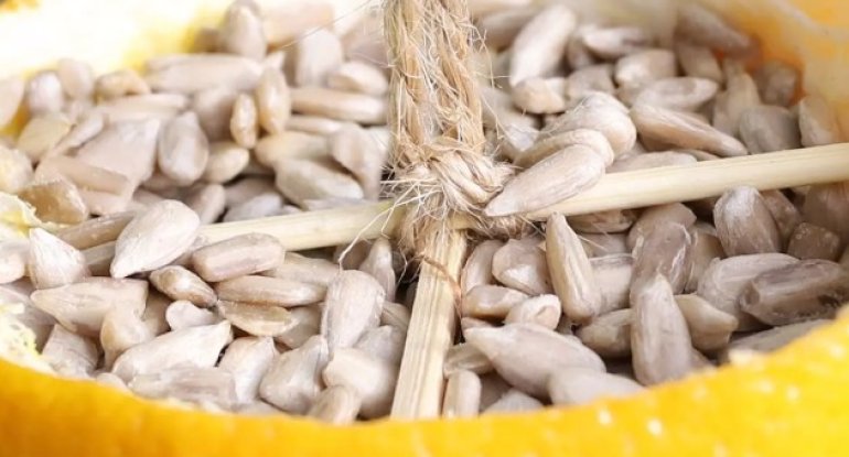 Toxumu suyundan faydalıdır: