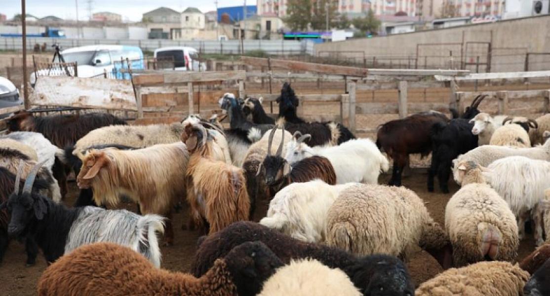 Bu heyvan bazarları fəaliyyət göstərməyəcək -
