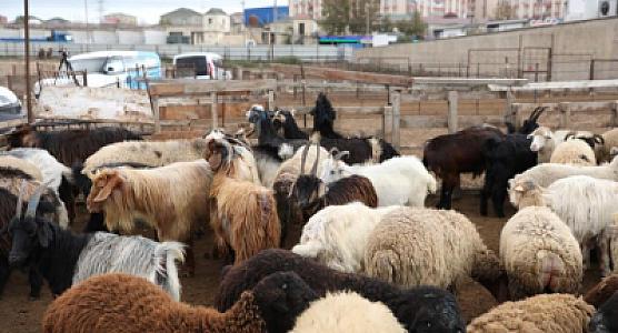 Bu heyvan bazarları fəaliyyət göstərməyəcək -