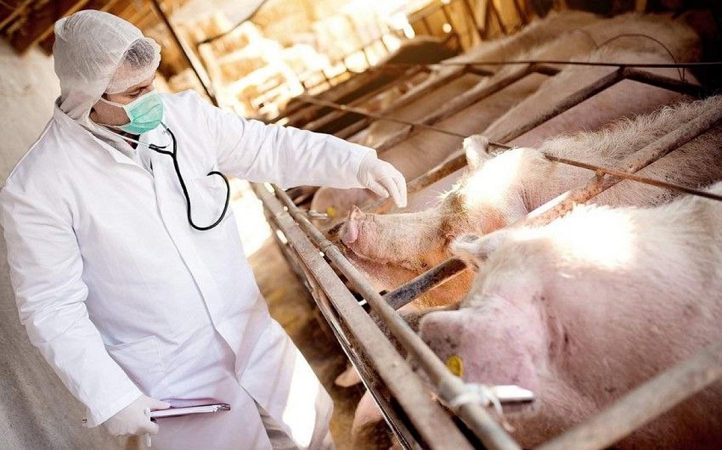 İspaniyada donuz taunu