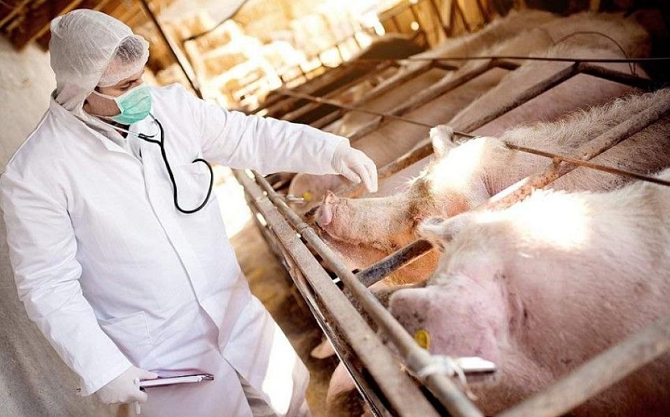 İspaniyada donuz taunu