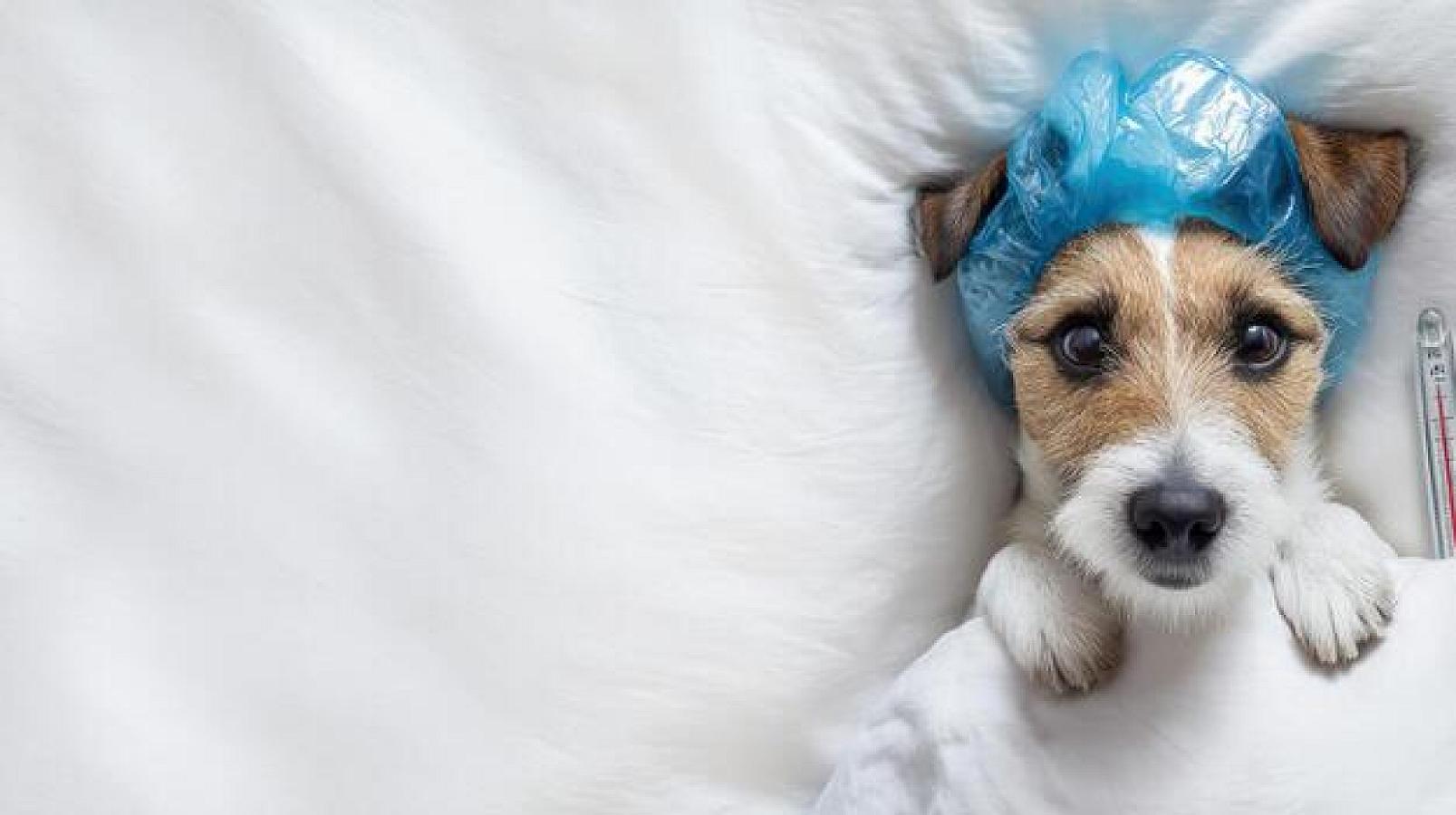 Ev heyvanlarından insana keçən xəstəliklər -