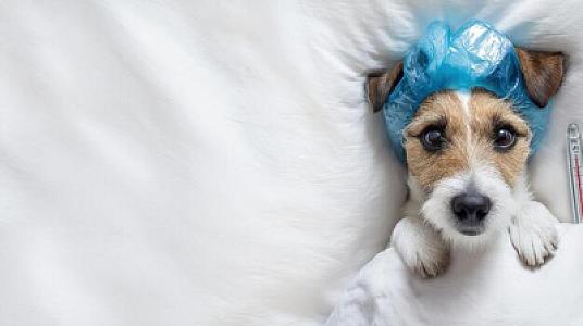 Ev heyvanlarından insana keçən xəstəliklər -