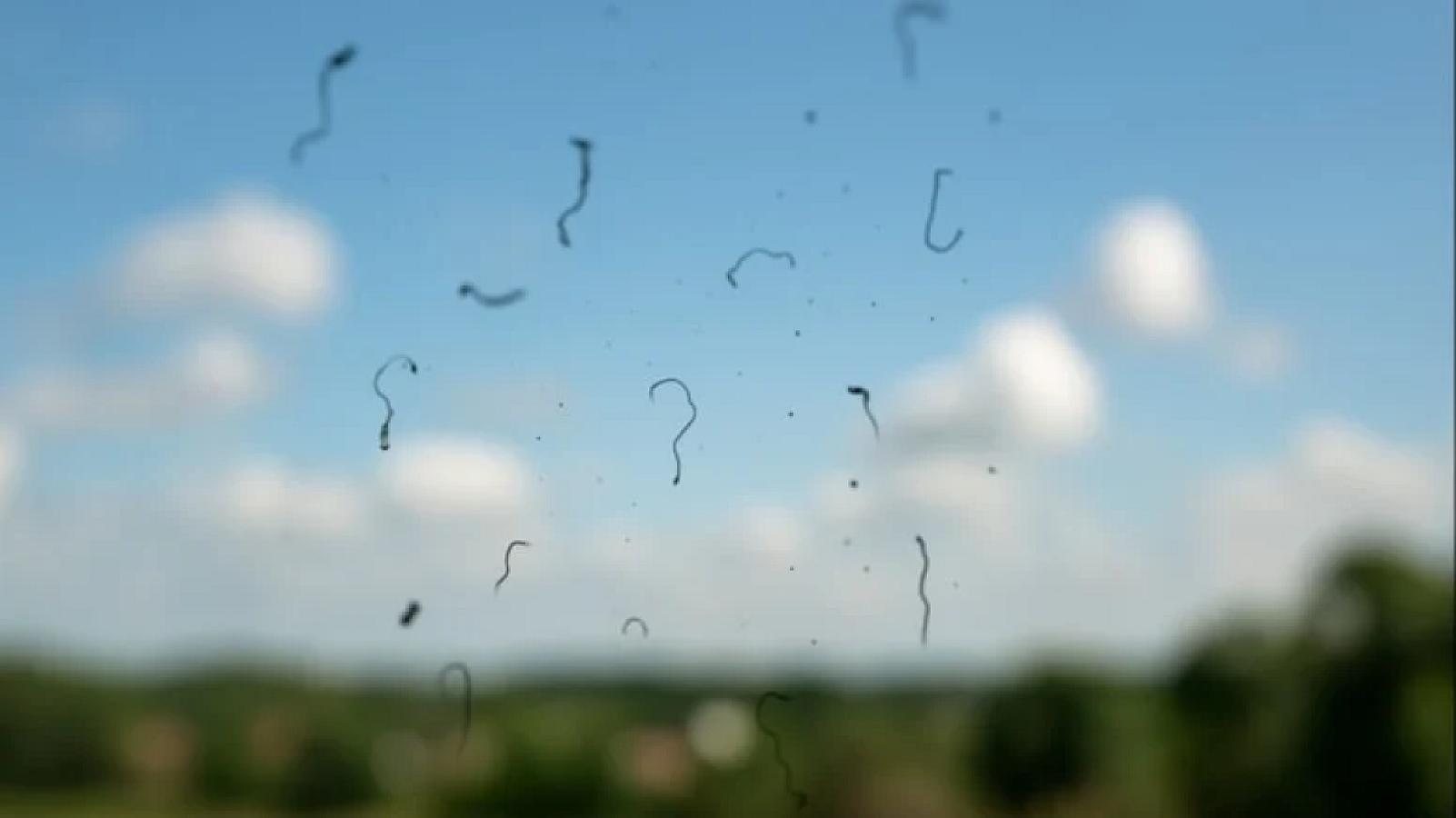 Gözlərinizin qarşısındakı üzən cisimlərin əslində