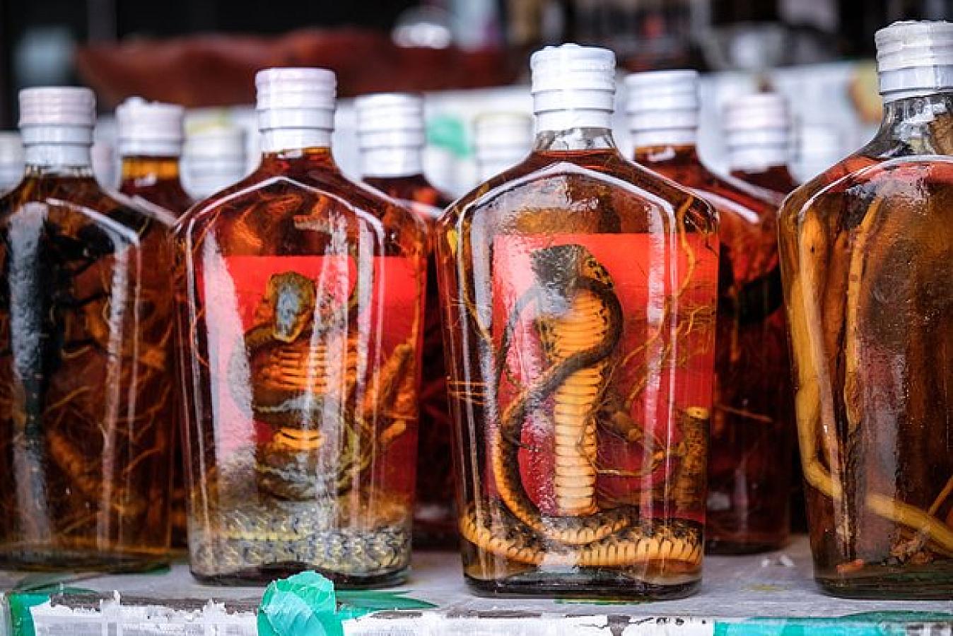 İçində kobra saxlanılan spirtli içkinin təhlükəsi: