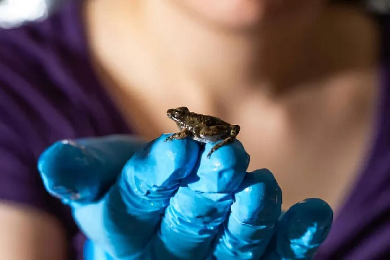 Qurbağa bağırsağında xərçəngə qarşı bakteriya aşkarlanıb -