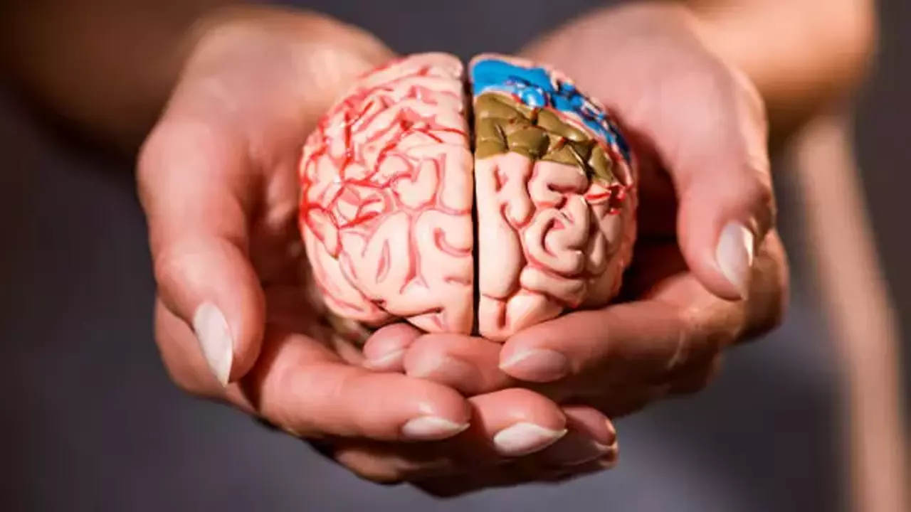 Beyni 8 il “gənc” saxlayan